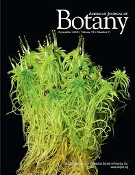 Image result for Vittaria volkensii