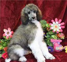 Find poodle puppies and breeders in your area and helpful poodle information. Standard Parti Poodle Puppies For Sale Breeders Renowned Poodles Poodle Puppy Poodle Parti Poodle