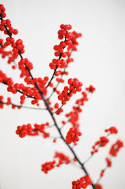 It can be used as a property border or to screen views. The Beautiful Winterberry Bush New England Today