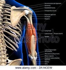 Labeled Anatomy Chart Of Male Triceps And Muscles On Black