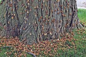 So i'm a fan of #cicada2021 for the nostalgia and the cool natural phenomena. Return Of Periodical Cicadas In 2021 Biology Plant Injury And Management Tree Care Industry Magazine