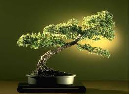 Resultado de imagen de china arte de los bonsais