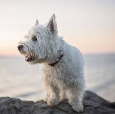 Find westie in dogs & puppies for rehoming | 🐶 find dogs and puppies locally for sale or adoption in canada : Staffies And Westies Have Been Revealed As The Most Affectionate Dog Breeds