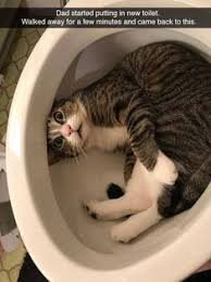 cute funny animals