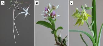 Image result for Polystachya campyloglossa