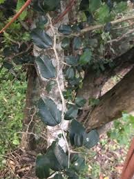 Image result for Vepris sansibarensis