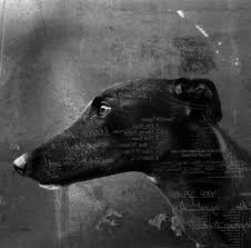 Black And White Greyhound Racing Pin On Greyhounds 3