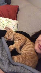 Stefi Adli Kullanicinin Cats Friends Time Accesories For Cats Panosundaki Pin Kediler Ve Yavrulari Sevimli Kedi Yavrulari Sevimli Kediler