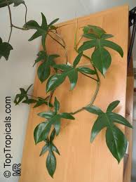 Philodendron Squamiferum Philodendron Plant Tropical Plants Rainforest Plants