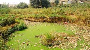 An Urban Wastewater Solution African Vetiver Grass Wastewater Grass Vetiver