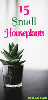 Small Indoor Plants Tiny Plants Houseplants That Are Small Interior Plants Home Decor Small Indoor Plants Small House Plants Small Plants