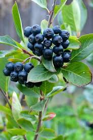 Aronia Pflanze Pflege Und Ernte Von Aroniabeeren Apfelbeeren Aronia Beere Berry Aronia