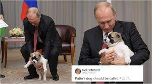 They were trained to hunt animals such as elks, wild boar, and ussuri brown bears. Photos Of Vladimir Putin With Puppy Gifted By Turkmenistan President Have Become A Hit Meme Trending News The Indian Express