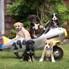 Adopt a pet at the oregon humane society in portland. Https Encrypted Tbn0 Gstatic Com Images Q Tbn And9gctxqhqdwr5b El1ysomgcq2vtrhbiqihr93i4um6bm Usqp Cau