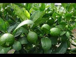Lemon_tree #lemon_tree_cultivation_in_kerala #cherunarakam #odichukuthi_narakam #lemon. à´š à´± à´¨ à´°à´• à´¨à´Ÿ à´® à´ª à´³à´± à´¯ à´¨ Cheru Narakam Citrus Limon Trees Of Kerala Youtube