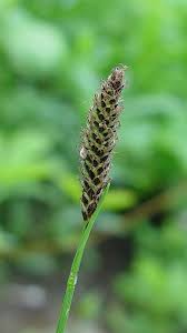Image result for Carex sp.no.1