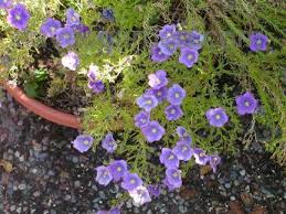 Image result for Nierembergia hippomanica