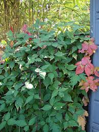 Clematis montana var rubens pink perfection. Photo 34510 Clematis Montana Var Rubens Pink Perfection Plant Lust