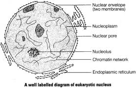 As its name implies, the cytoskeleton helps to maintain cell shape. Draw A Well Labelled Diagram Of An Eukaryotic Nucleus How Is It Different Form Nucleoid Studyrankersonline