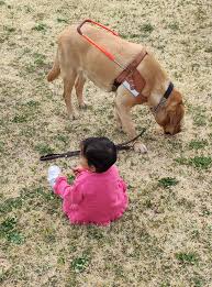 Maybe you would like to learn more about one of these? 22 Nour Eddine Et Jamix Etre Papa De Jeunes Enfants Avec Un Chien Guide Futur Chien Guide