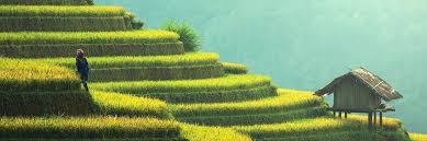 Plantation (agriculture de) — plantation agriculture de l'agriculture de plantation implique classiquement d'une part l'intervention de promoteurs étrangers. Agriculture Volunteer Opportunities Top 10 Projects 2021 Volunteer World