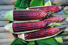 Check spelling or type a new query. Kelebihan Jagung Ungu Dibanding Jagung Biasa Sumber Plastik