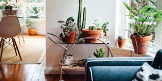 Plus with a peaceful moniker, you can expect a serene. All About Rare Plant Uncommon Plant Unique Plant And Others Best Indoor Plants Low Light Clean Air