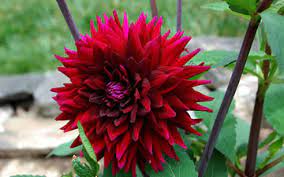 Dahlia ambition's profusion of spectacular bright rich purple flowers. Dahlia