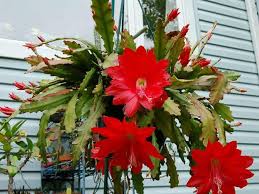 Get tips for growing epiphyllum orchid cactus indoors, plus how to repot orchid cactus stems are broad and flat with serrated edges. Zurb Xci1zuwbm
