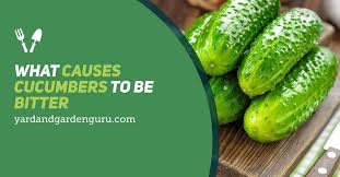 Cucumbers naturally contain a bitter chemical called cucurbitacin. What Causes Cucumbers To Be Bitter