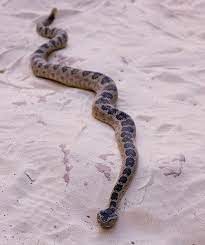 Great Basin Rattlesnake Rattlesnake Beautiful Snakes Reptile Snakes