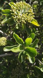 Image result for Nuxia congesta