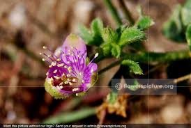 Image result for Dissotis