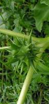 Image result for Datura ferox