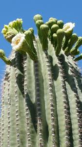 .how long cacti flowers last, how to make cacti bloom, how to care for a flowering cactus and and even though cacti can survive heat and drought, some small mistakes can prevent them from so what do you need to do to help your cacti flower? Cactus Survival