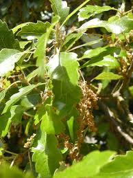 Image result for Quercus suber