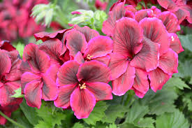 Image result for Geranium vagans