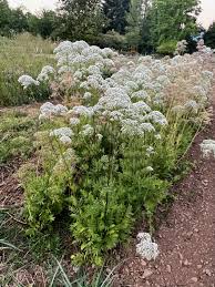 Image result for Valerianaceae