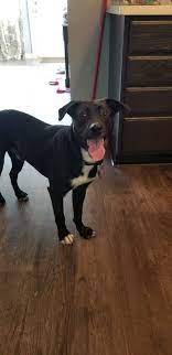 Ask group about this pet. Pets For Adoption At Save A Pet In Grayslake Il Petfinder