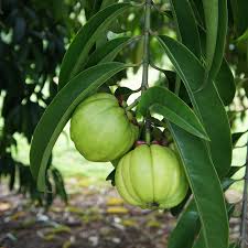 Image result for Garcinia punctata