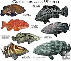Groupers Of The World Grouper Fish Marine Animals Fish Chart
