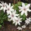 He has hybridized the clematis vancouver™ series to develop varieties with exceptional garden performance, outstanding disease resistance, and unique appealing colors. Viewing All Plants Under Clematis Garden Org