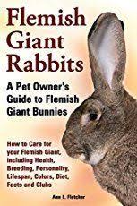 Flemish Giant Rabbit How To Care Diet Lifespan Faq With Pictures Giant Rabbit Flemish Giant Rabbit Flemish Giant