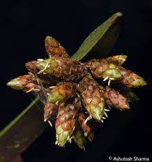 Image result for Schoenoplectiella mucronata