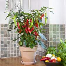 5 Pflanzen Die Sie Im Januar Aussaen Konnen Pflanzen Garten Anpflanzen Und Garten Pflanzen