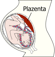 Plazenta#plazentaschranke diese seite wurde zuletzt am 2. Plazenta Wikipedia