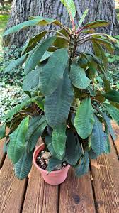 Image result for Euphorbia jubata