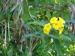 Image result for Tecomaria nyassae