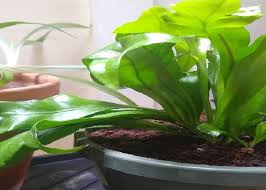 What do i feed my staghorn fern? Growing Staghorn Fern How To Grow And Care For Staghorn Fern Happy Diy Home