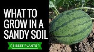 Soil conditioners enhance soil texture and structure. How To Amend Sandy Soil Gardening Channel